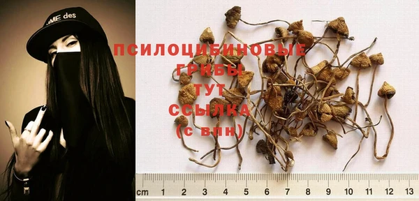 PSILOCYBIN Верея